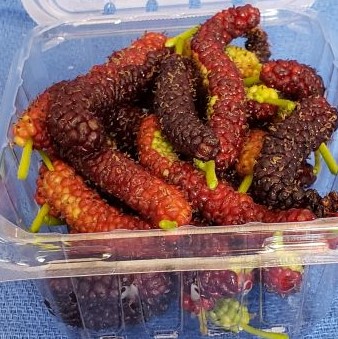MULBERRY (Morus) - variety: Himalayan Mulberry, per pint