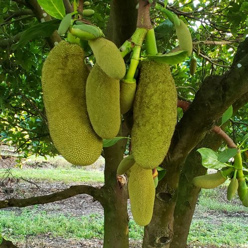 JAKFRUIT (Artocarpus heterophyllus) - variety: baby jackfruit (polos)
