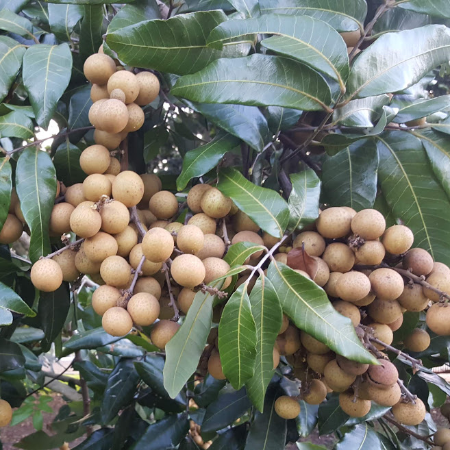 LONGAN (Dimocarpus longana) - variety: kohala