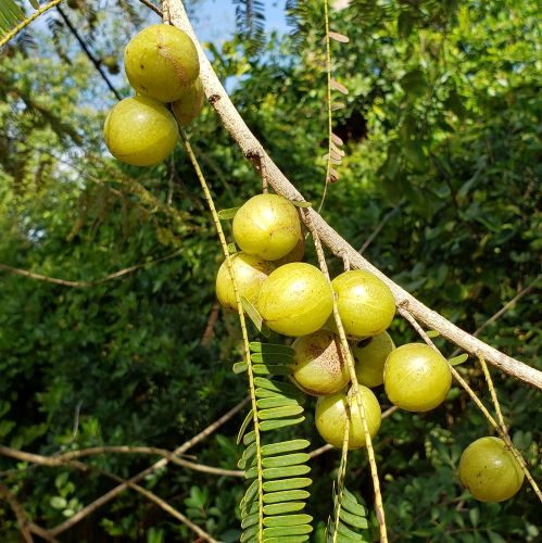 indian gooseberry, emblica officinalis - variety: indian gooseberry