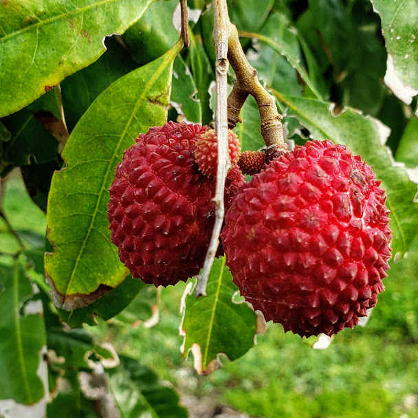 Fruit Variety Picture